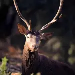 Brown Deer - Rectangle Glass Art